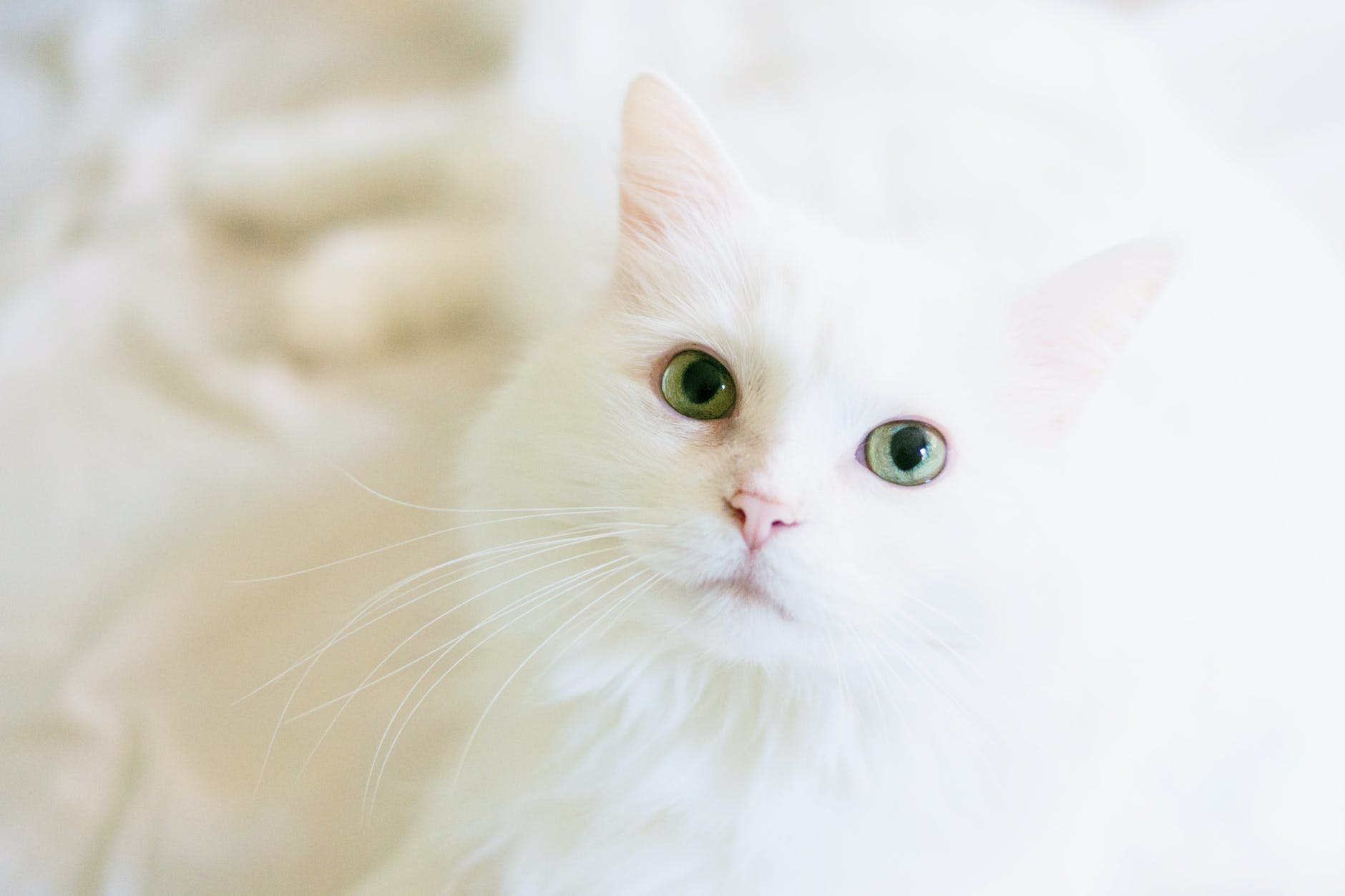 long fur white cat