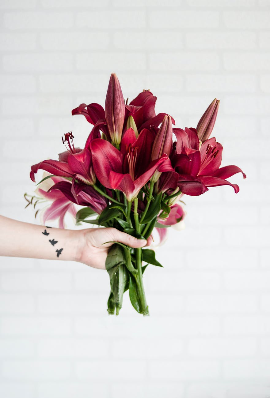 person holding maroon stargazer flowers