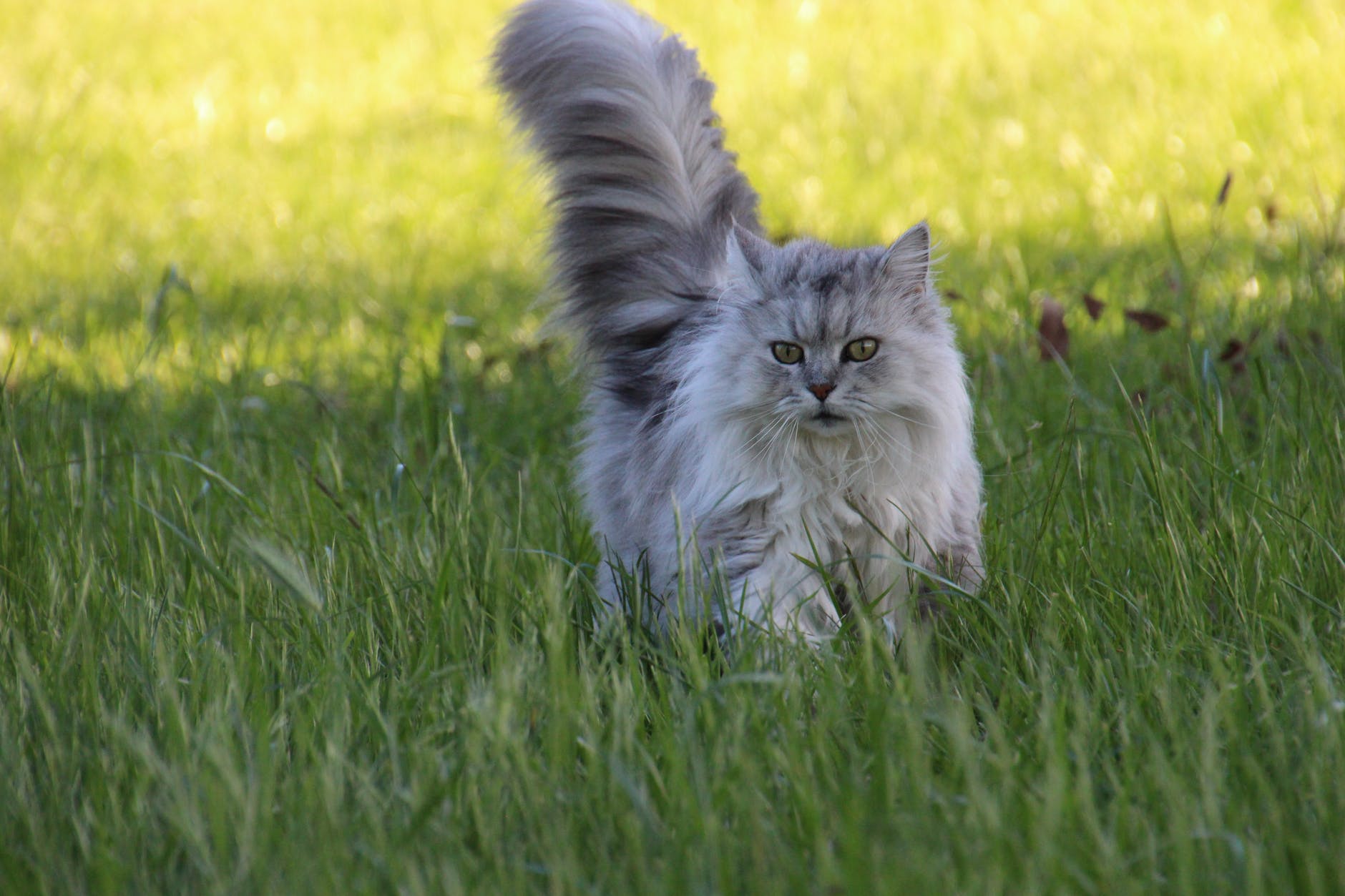 asian semi longhair cat on grass