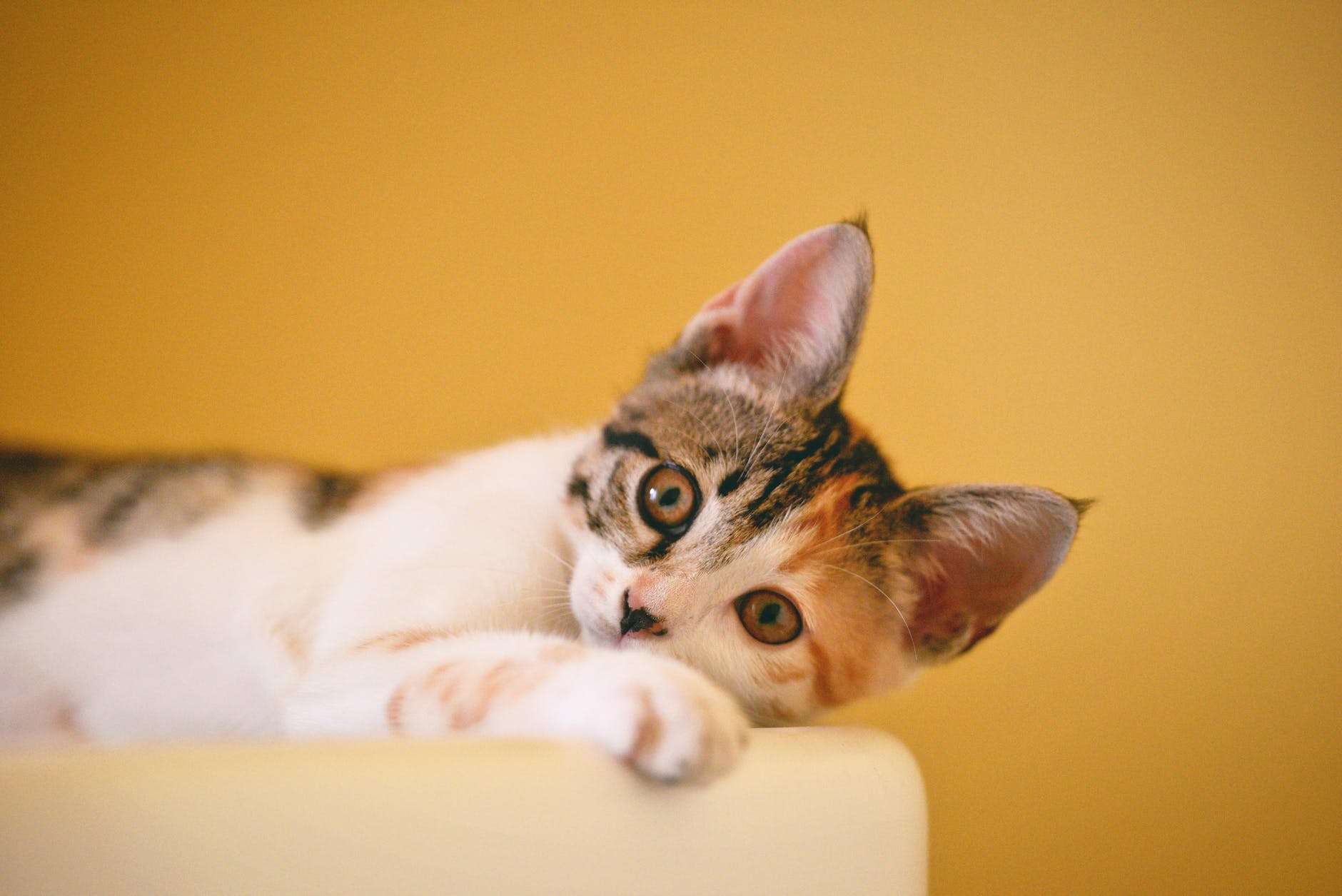 calico cat on focus photo