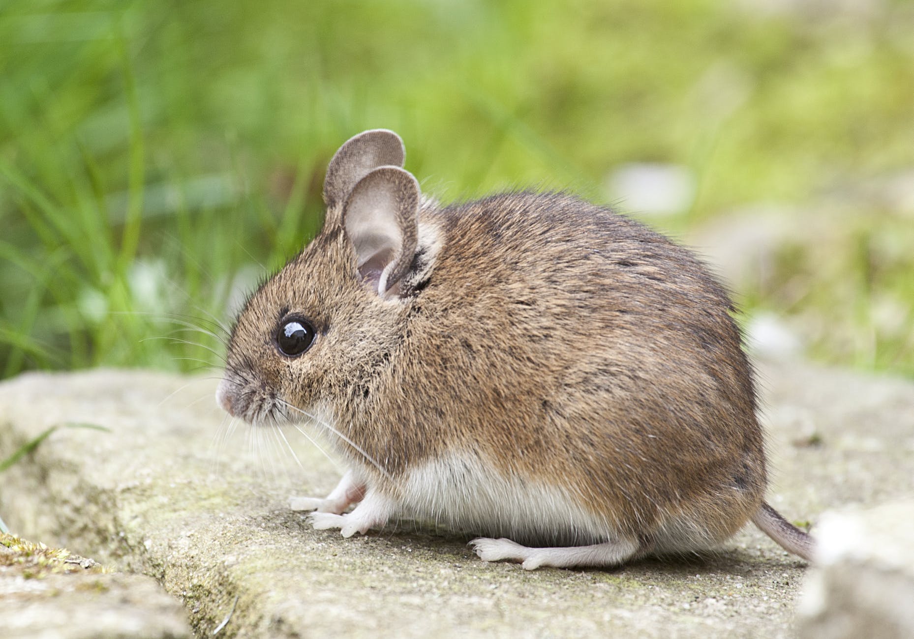 animal cute little mouse