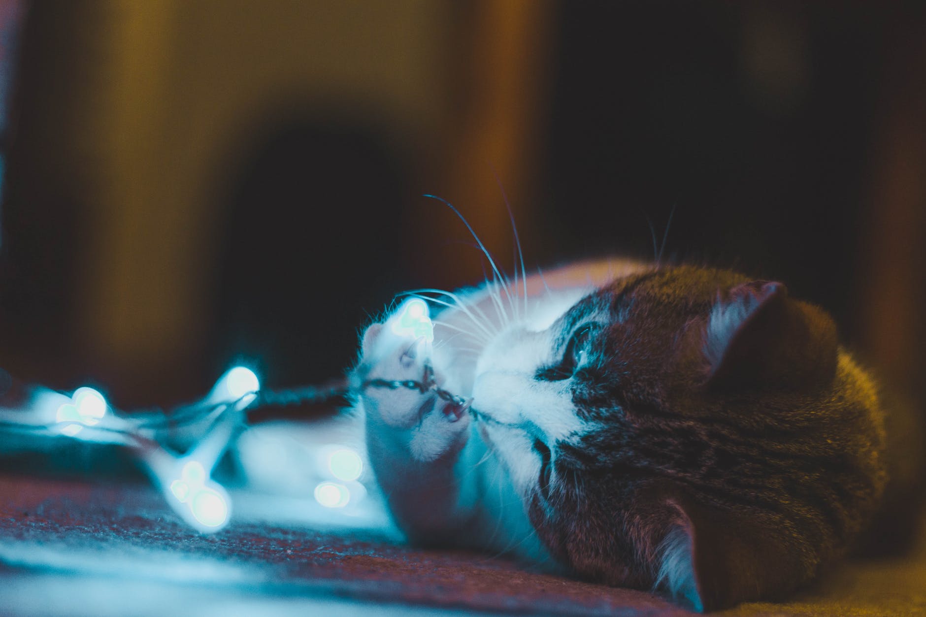 photo of cat playing with string lights