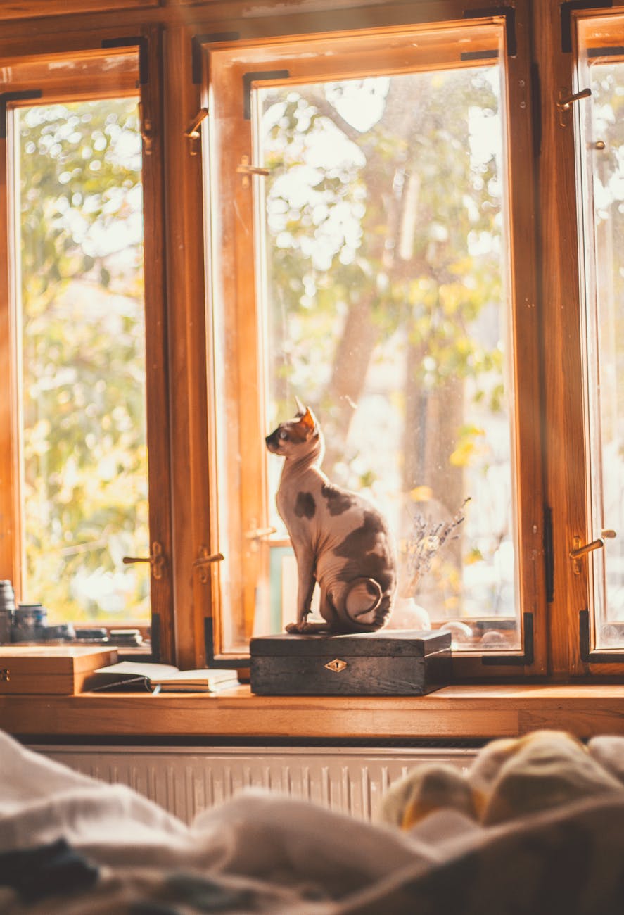 white and gray coated cat sitting beside a window