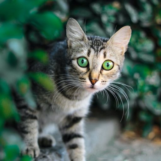 selective focus photography of brown and black tabby cat