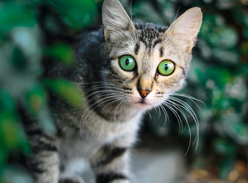 selective focus photography of brown and black tabby cat