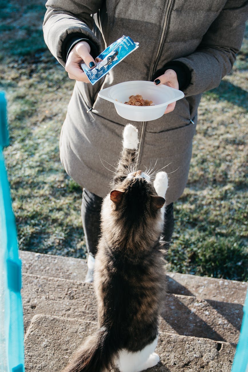 black and white bicolor cat