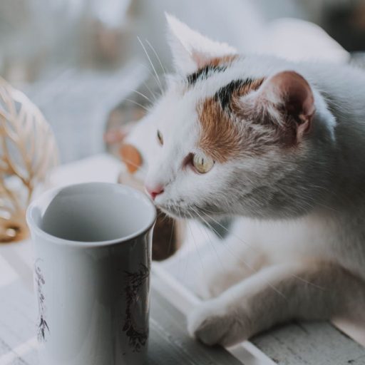 white and orange cat beside white ceramic mug