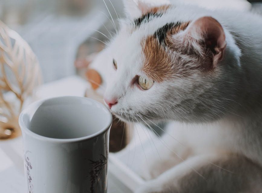 white and orange cat beside white ceramic mug