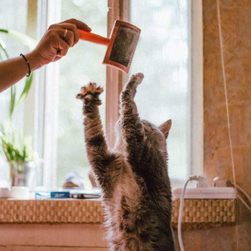 unrecognizable woman playing with funny cat using hairbrush at home