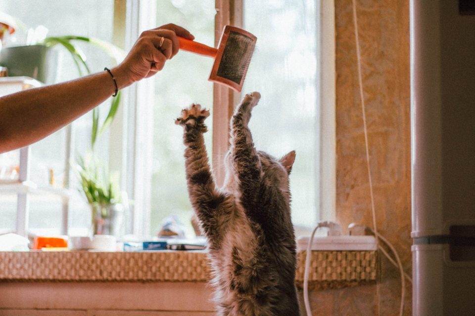 unrecognizable woman playing with funny cat using hairbrush at home