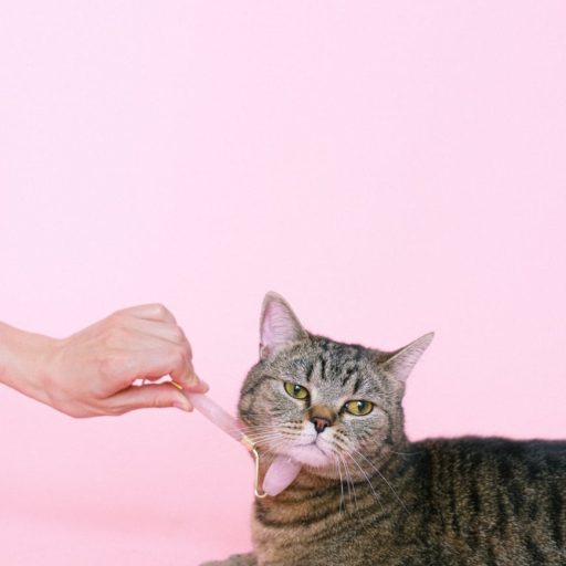 brown tabby cat getting massage