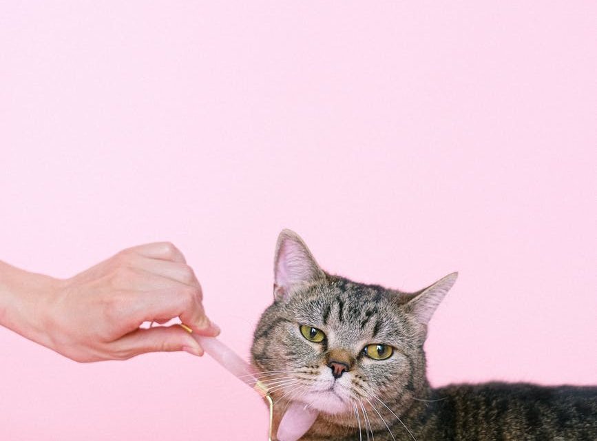 brown tabby cat getting massage