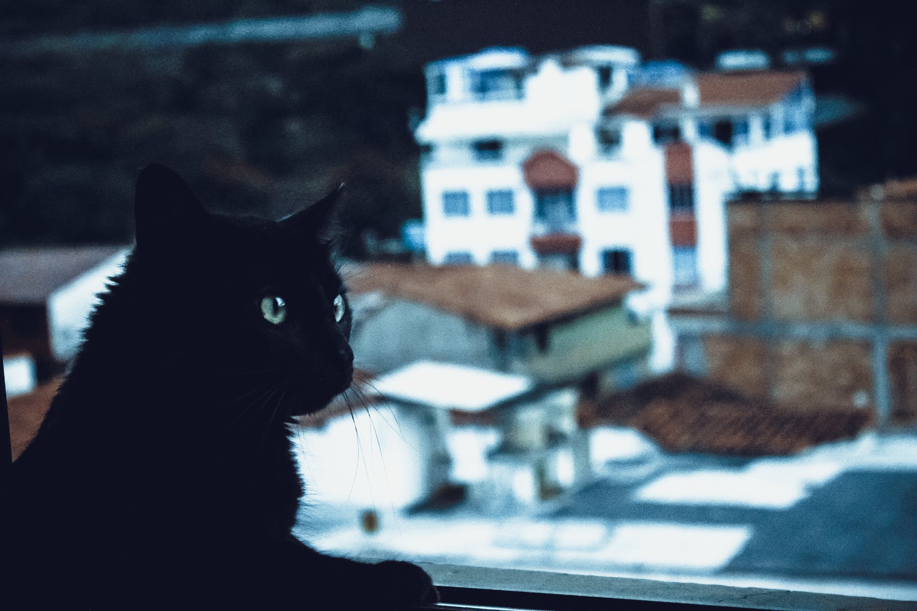 black cat beside window